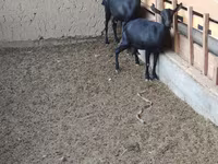 बकरी, Alpine goat — फ़ोटो 3