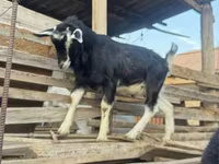 Ziegenbock, Alpine goat — Foto 6