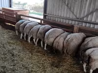 Widder, Beltex sheep — Foto 2