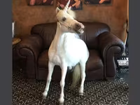 Mare, Miniature horse — photo 1