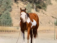 حصان, American paint horse — الصورة 2