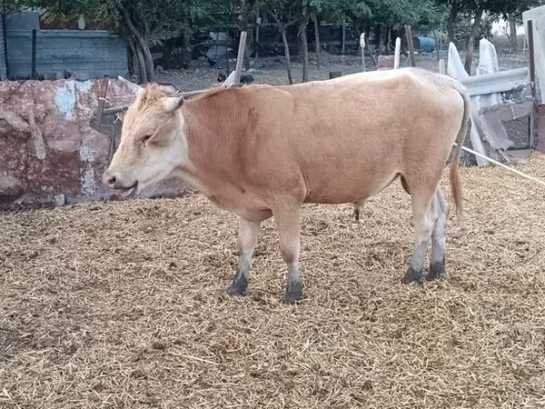 公牛, Simmental cattle