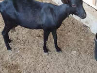 बकरी, Alpine goat — फ़ोटो 4