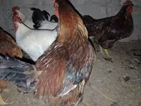 Chickens — Foto 5