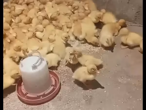 بكين ألماني