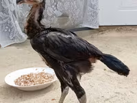 Chickens — फ़ोटो 8