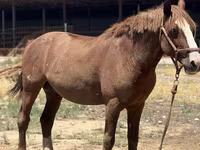 Caballo, Kazakh horse — foto 1
