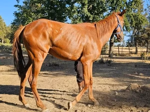 母马, Arabian horse