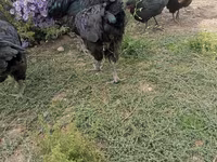 जर्सी जायंट — फ़ोटो 3