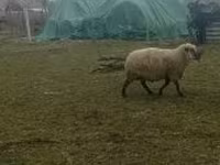 Carnero, Shroshire sheep — foto 3