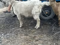 Goat, Goats — photo 1