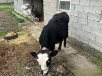 Bulle, Simmental cattle — Foto 6