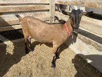 बकरी, Saanen goat — फ़ोटो 4