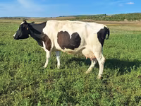 بقرة, Simmental cattle — الصورة 2