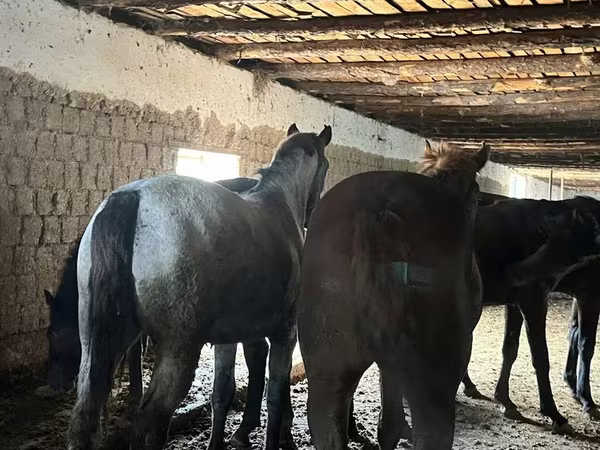 Caballo, Caballos