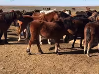 فرس, Horse breed — الصورة 1
