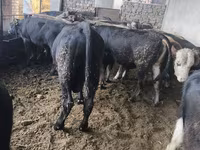Bull, Karaku — photo 8