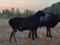 Widder, Blackheaded Persian sheep — Foto 6