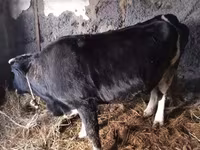 गाय, मवेशी — फ़ोटो 8