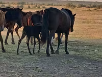 فرس, Kazakh horse — الصورة 3