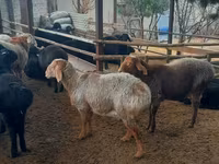 Widder, Arashan sheep — Foto 4