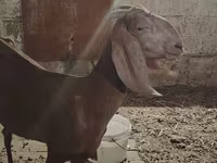 عنزة, Beetal goats — الصورة 1