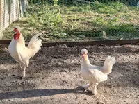 Chickens — photo 1