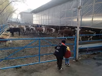 Rinder (Partie, Geschlecht nicht angegeben), Simmental cattle — Foto 2