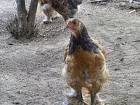 Brahma — photo 2