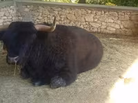Toro, Highland — foto 6