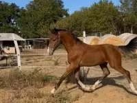 حصان, Dutch warmblood horse — الصورة 1
