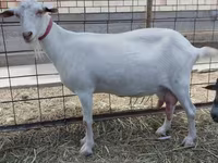Cabra, Saanen goat — foto 1