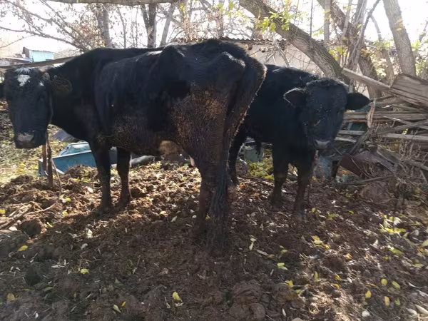 गाय, मवेशी