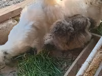 婆罗门鸡 — 照片 4