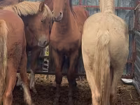 Caballo, New Altai Horse — foto 3