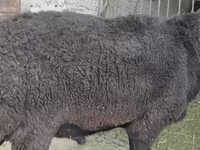كبش, Hissar sheep — الصورة 5