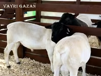 Carnero, Suffolk sheep — foto 8