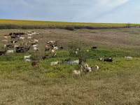 Goat, Goats — photo 2
