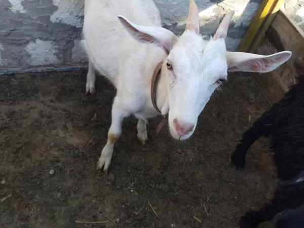 عنزة, Saanen goat