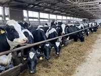 母牛, Holstein breed — 照片 4