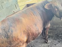 Toro, Ganado vacuno — foto 2