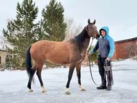 Stute, Akhal-Teke — Foto 2