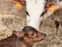 Toro, Cebú — foto 1
