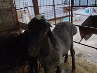 Carnero, Blackheaded Persian sheep — foto 4
