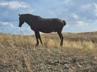 فرس, Kazakh horse — الصورة 2
