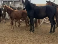 فرس, Horse breed — الصورة 2