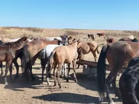 Caballo, Mugalzhar horse — foto 3