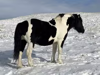 公马, Mugalzhar horse — 照片 1