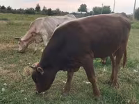 Toro, Raza Alatau — foto 3
