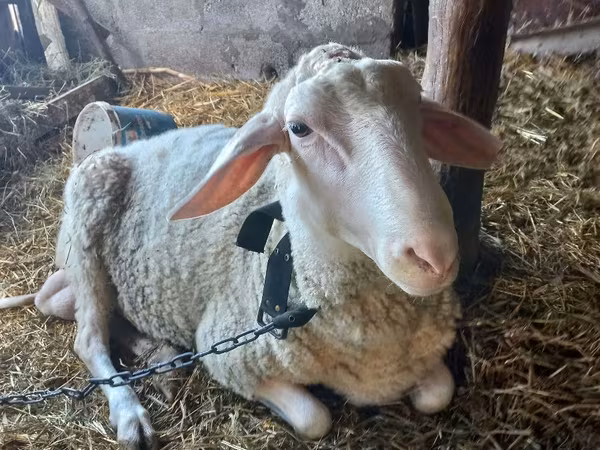 Widder, Awassi sheep
